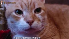 猫咪趴栏杆上一动不动，男子好奇上前逗它，却