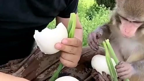 爱吃大葱的小猴子又来了，馒头就大葱生活好轻