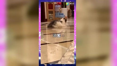 让大家看看真正的猫步