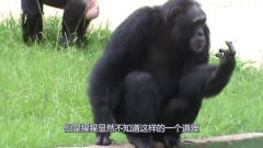 猩猩模仿人们抽烟，一只猩猩被拍下搞笑的一幕