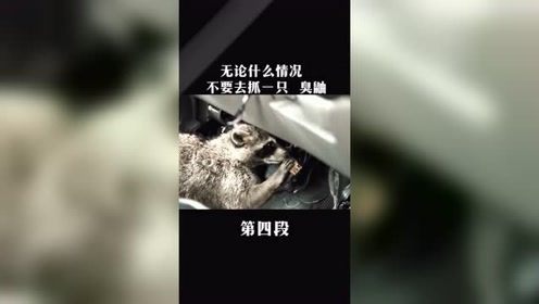 超可爱动物合力保护森林，超轻松搞笑治愈！看