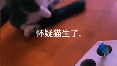 每日搞笑推荐，笑到肚子疼系列，怀疑猫生了哈