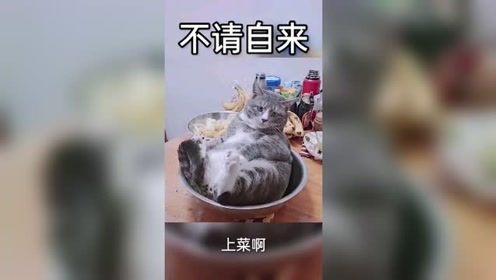 每日搞笑配音