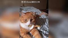 会唱歌会跳舞, papi酱的猫竟然这么多才艺!