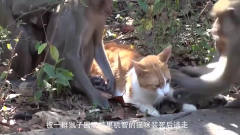 一群猴子调戏猫咪，无奈之下猫咪居然使出了这