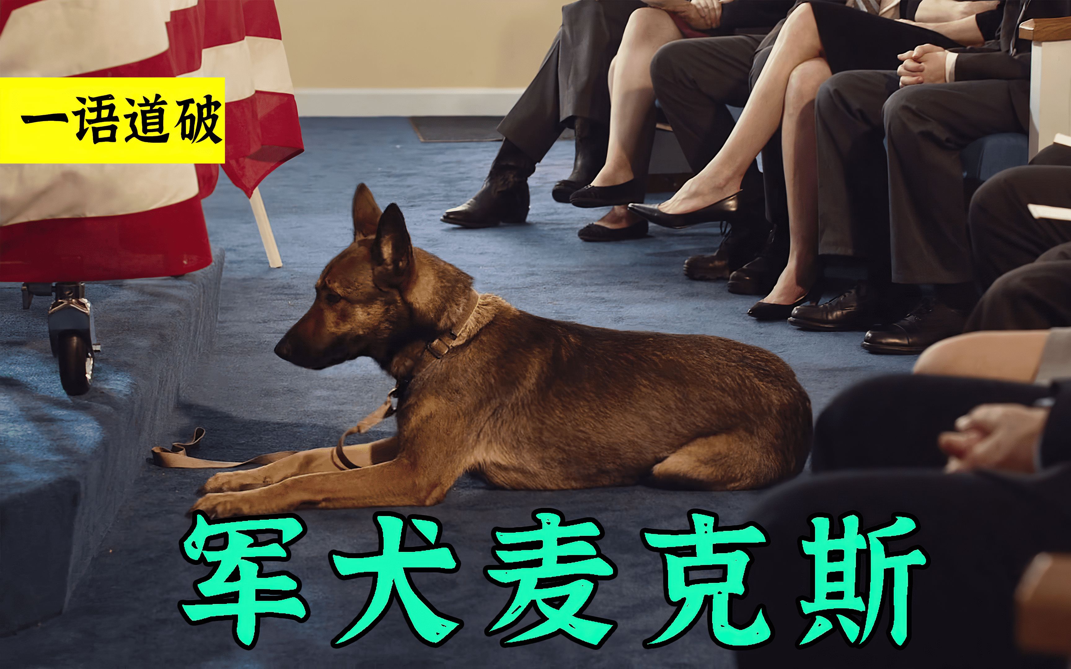 主人在战场被害，军犬想尽办法，替主人报仇