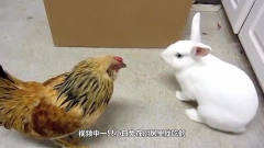母鸡不停的挑衅小兔子，气得兔子上去揍它，搞