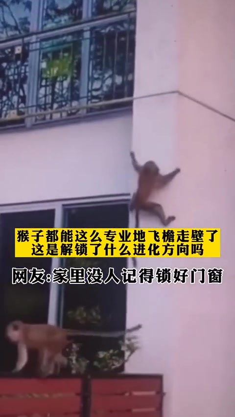 细思极恐！猴子也会飞檐走壁了