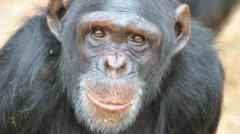 高智商的猩猩猴子，是人类逗它还是它在逗人？