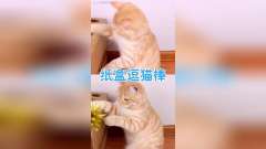 纸盒逗猫棒