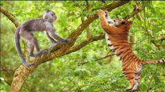 老虎爬树追猴子刚准备飞扑，搞笑的一幕发生了