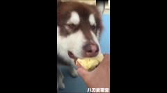 喂阿拉斯加犬吃苹果，两只阿拉斯加都不会用门