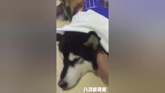 主子表演大变阿拉斯加犬，阿拉斯加犬的表情太