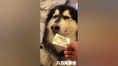 家里又被阿拉斯加犬给拆了，主子问话，阿拉斯