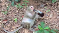 猴子将整瓶酒喝光，下一秒请你憋住别笑，镜头