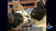 【每日一囧合辑】猫真的是对什么动物都敢下手