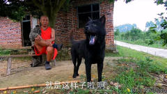 老爷爷养的田园犬，一身纯黑双眼囧囧有神，在