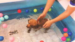 买个迷你泳池让狗狗在家练习狗刨