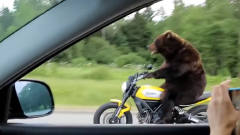 在高速路上拍到搞笑一幕，一头棕熊居然在骑车