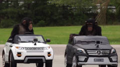 主人给两只猩猩买了车，直接就到马路上飙车，